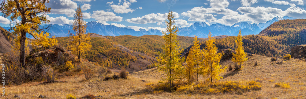 Panoramic autumn view, mountain landscape. Sunny day. Yellow trees and blue sky.