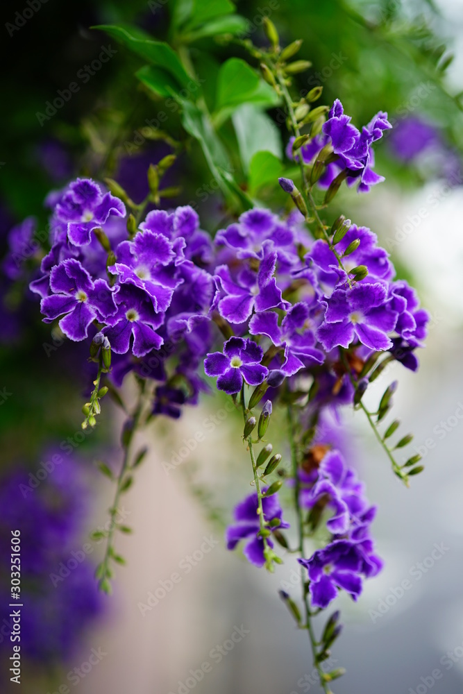 デュランタ 紫色 花 Stock Photo Adobe Stock