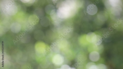 Abstract blurry light pattern view through the green trees leaves in natural blurred background on sunny day. Video of spring with forest and sunlight.