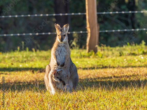 The Red Necked Wallaby is named so because of a patch of red fur on their neck and shoulders. The rest of the body is a fawny grey colour.  Its scientific name is Macropus rufogiseus. photo