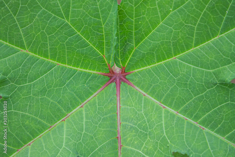 closeup of green leaf closeup of green leaf