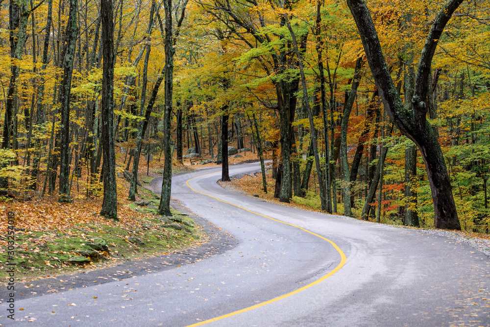 Autumn along a winding road