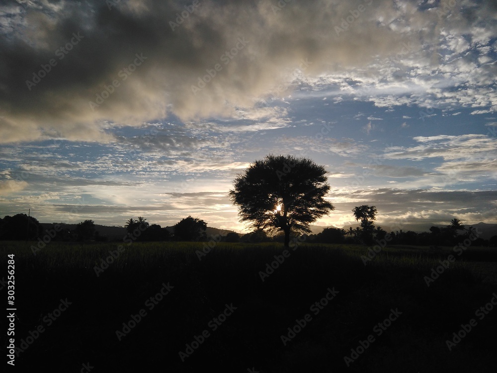 tree at sunset tree at sunset