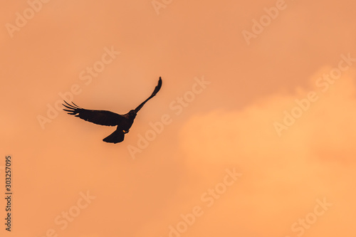 Silhouette Of Flying Crow in The Evening  