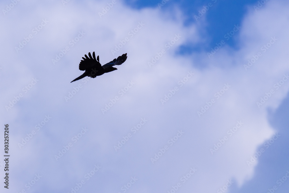 Silhouette Of Flying Crow in The Evening Silhouette Of Flying Crow in The Evening