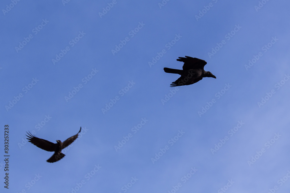 Silhouette Of Flying Crow in The Evening Silhouette Of Flying Crow in The Evening
