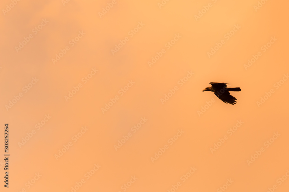 Silhouette Of Flying Crow in The Evening Silhouette Of Flying Crow in The Evening