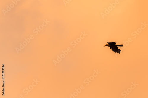 Silhouette Of Flying Crow in The Evening  