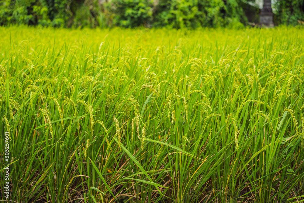Rice field in sunrise time for background Rice field in sunrise time for background