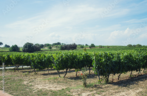 Green vineyard in spain under a blue sky
