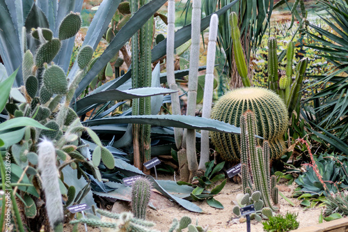 Fotografía Desert cactus in Rockefeller greenhouse in Cleveland, Ohio.