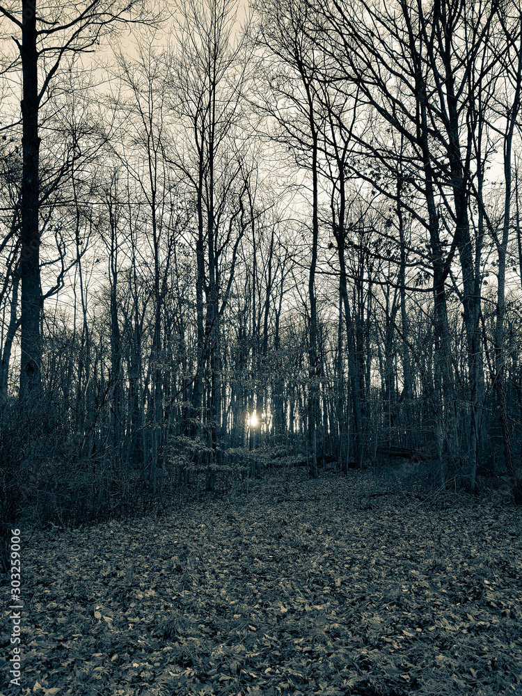Fototapeta premium Trees in the forest in the Cleveland Mertroparks in Ohio