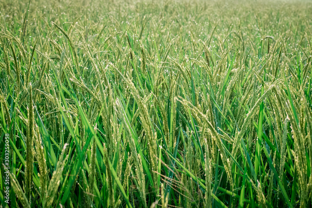 Green rice fields with water droplets Green rice fields with water droplets