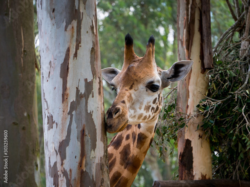 Closeup of a giraffe eating the barks from an eucalyptus tree trunk on a bright day