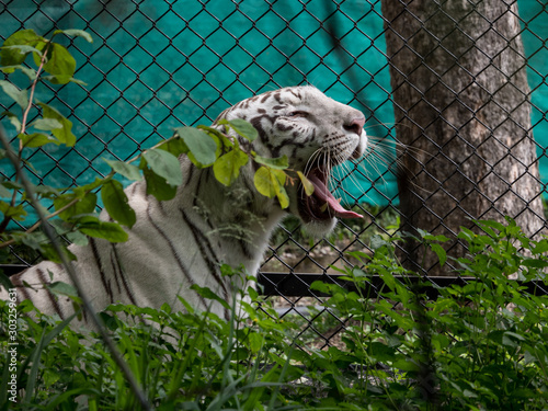 Closeup of an adult tiger yawning showing its tooth and tongue