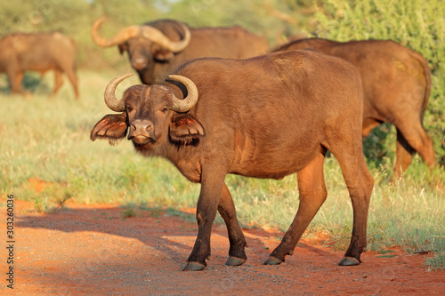 An African buffalo  Syncerus caffer  in natural habitat  Mokala National park  South Africa.