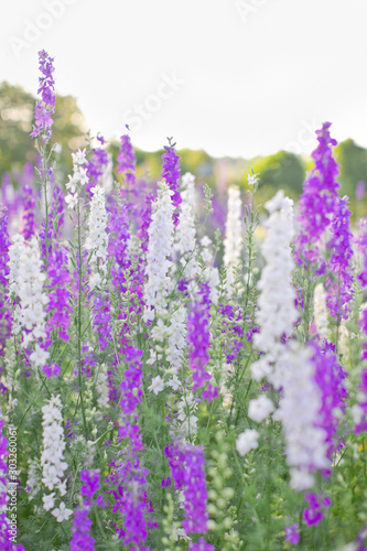 Purple and White Flowers in a Field