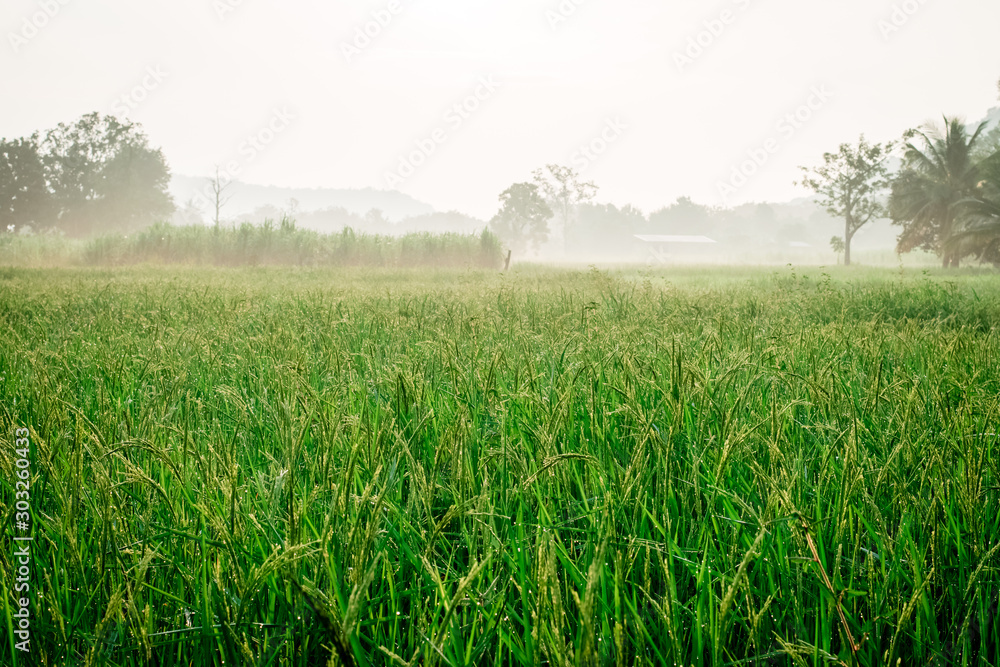Fototapeta premium Green rice fields with water droplets