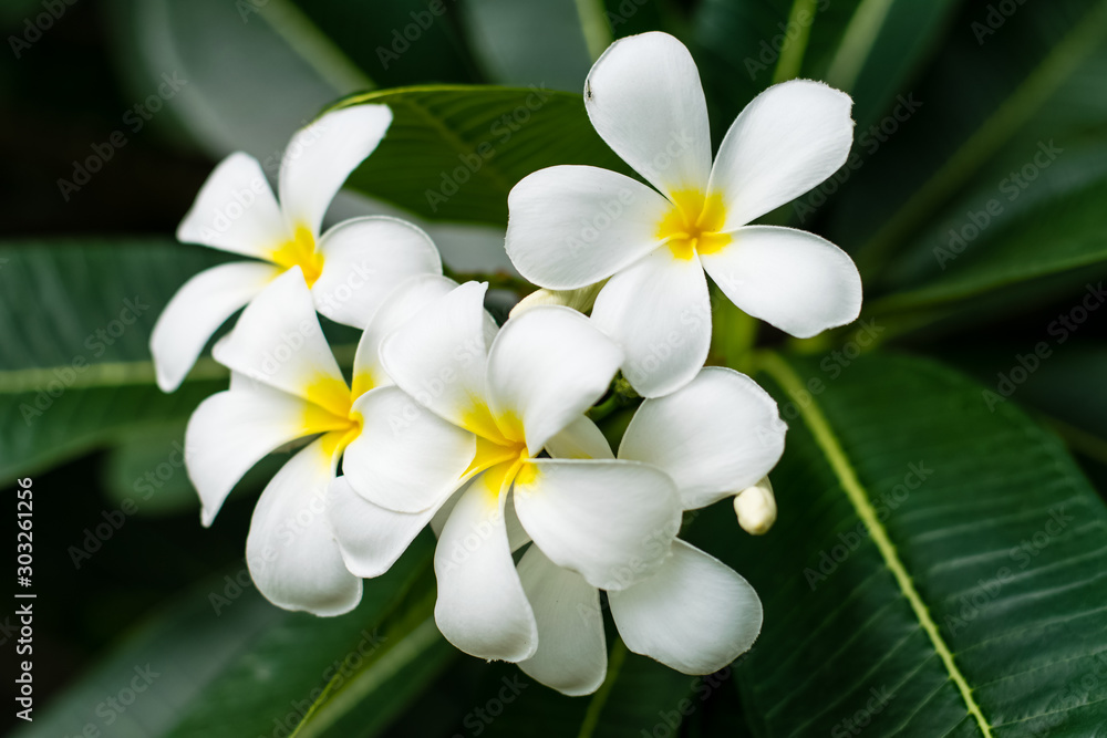 Beautiful plumeria flowers Beautiful plumeria flowers