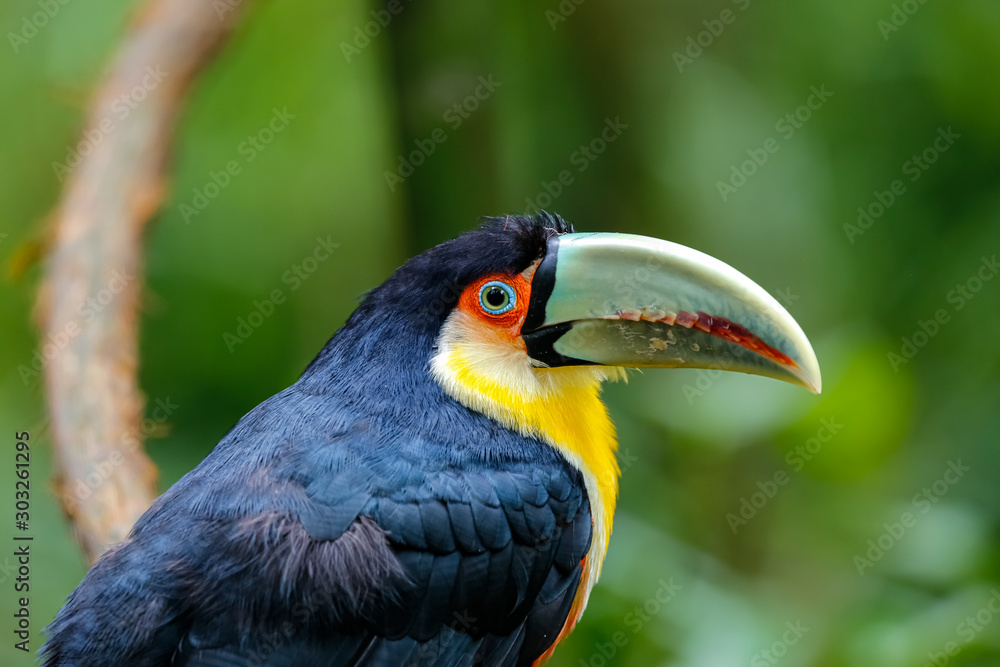 Close up of a Red breasted Toucan in natural habitat against defocused background, Itatiaia, Brazil Close up of a Red breasted Toucan in natural habitat against defocused background, Itatiaia, Brazil