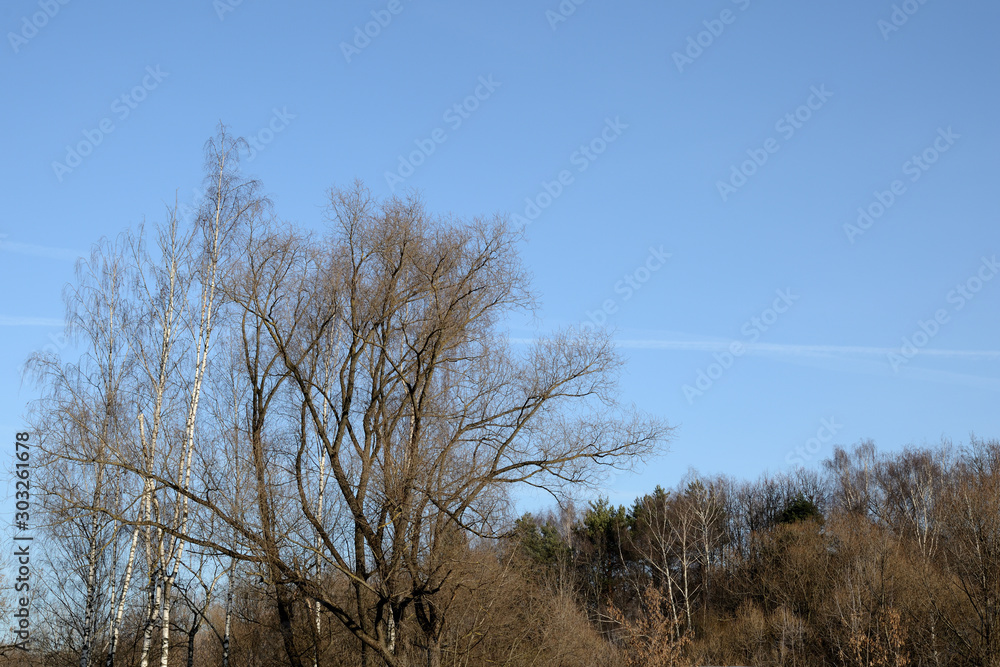 Leafless trees on a background of blue sky in autumn day. Natural abstract background Leafless trees on a background of blue sky in autumn day. Natural abstract background