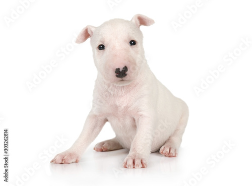 Cute Miniature Bull Terrier puppy one month old