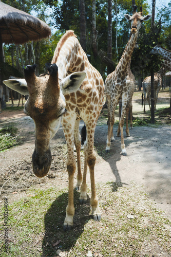 Photography Two giraffes in a safari