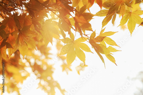 Yellow maple leaves isolated on natural sunny background