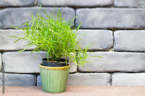 Mini green leaves plant pot photo