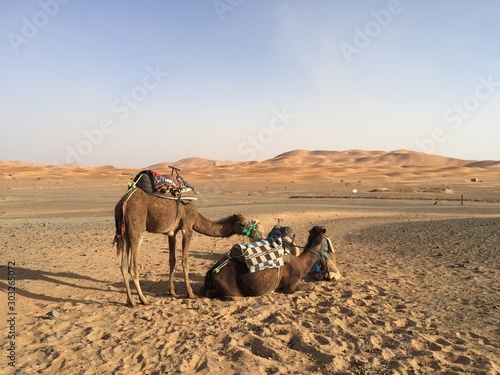Camels in Merzouga desert   Morocco