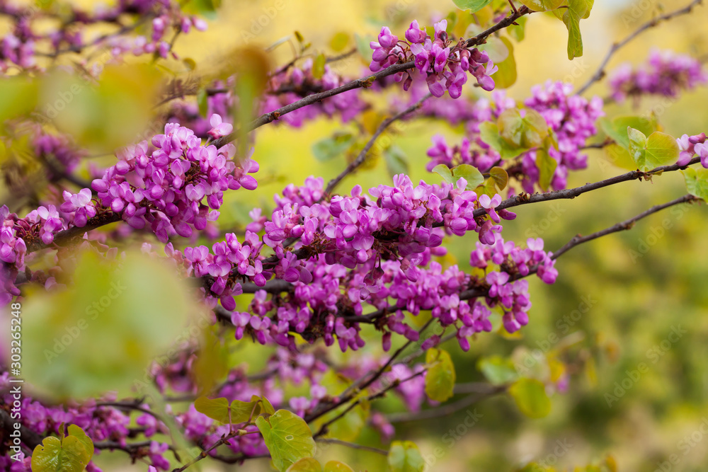 Obraz premium Blossoming Cercis siliquastrum