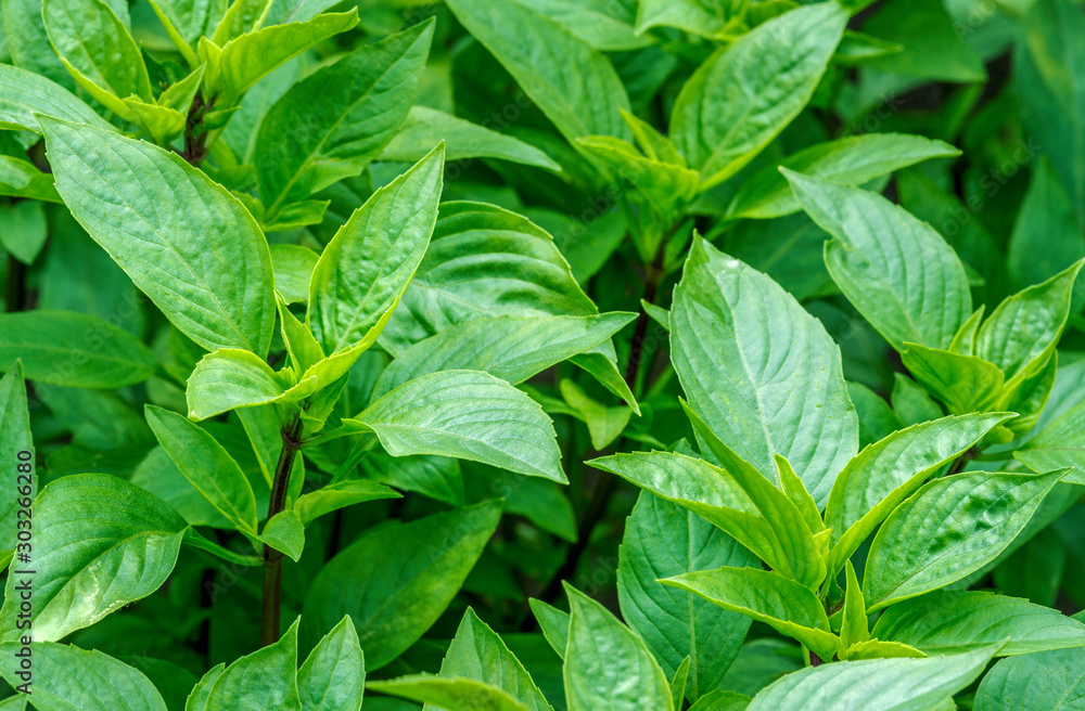 Close up of fresh sweet basil plant growing at an organic vegetable garden Close up of fresh sweet basil plant growing at an organic vegetable garden
