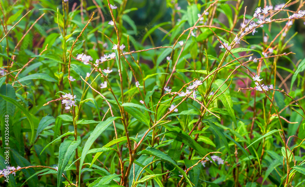 Fresh Vietnamese coriander plant with blooming pink flower in vegetable garden Fresh Vietnamese coriander plant with blooming pink flower in vegetable garden