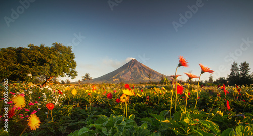 Mayon Volcano Gardens flower blossoms with a backround mayon volcano in legazpi city albay Philppines photo