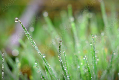 morning dew on the green grass