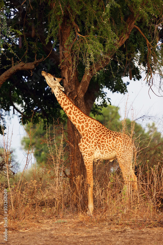 The Thornicroft s giraffe  Giraffa camelopardalis thornicrofti   sometimes known as the Rhodesian giraffe standing between two tall trees. Male giraffe among trees.