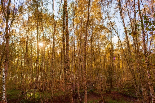 ein herbstlicher Birkenwald im Sonnenschein