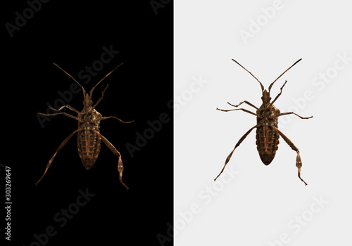 Leptoglossus occidentalis, western conifer bug seed isolated on black and white background. Bottom view. photo
