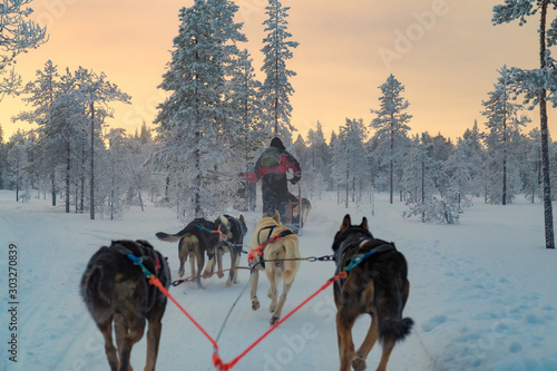 Photography dog sledding in finland at sunrise