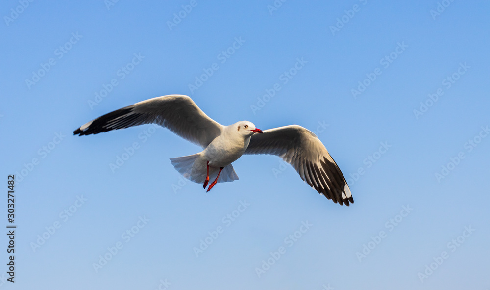 Fototapeta premium seagull is flying beautifully with a blue sky in the background