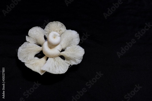 Indian White Mushroom petals arranged in a circular manner ready for cooking photo