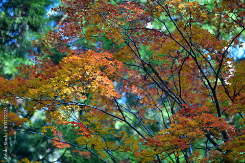 Autumn leaves in Koyasan