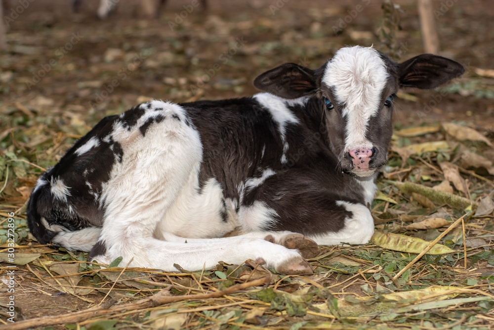 New born calf New born calf