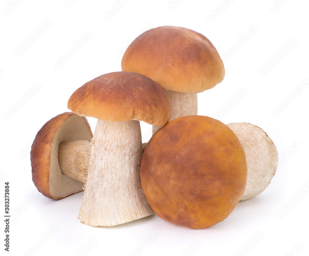Big Boletus Edulis Mushroom isolated on white background close up Big Boletus Edulis Mushroom isolated on white background close up