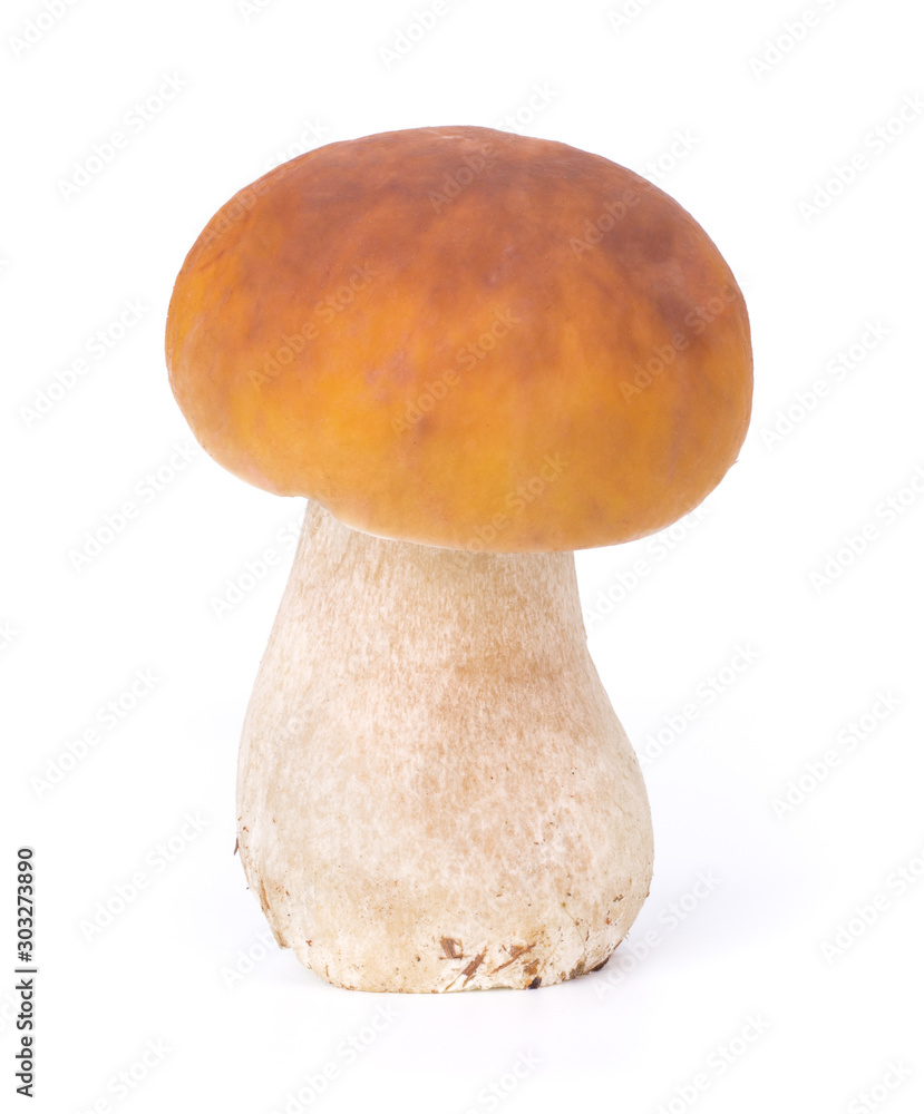 Big Boletus Edulis Mushroom isolated on white background close up Big Boletus Edulis Mushroom isolated on white background close up