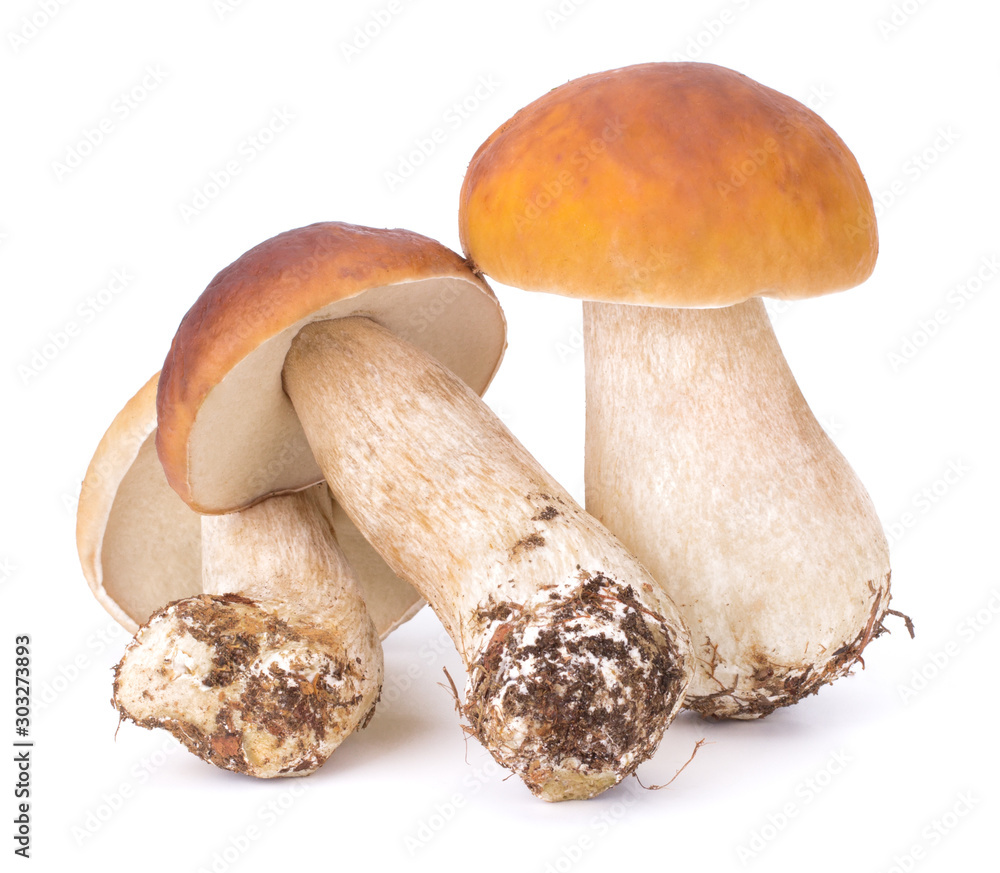 Big Boletus Edulis Mushroom isolated on white background close up Big Boletus Edulis Mushroom isolated on white background close up