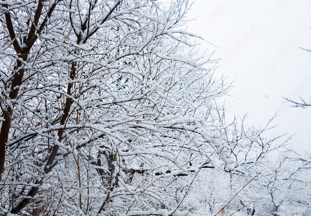 Thick heavy wet snow covering autumn leaves. This picturesque backdrop is mostly white from freshly fallen and blowing snow that has stuck to everything in the fall. Thick heavy wet snow covering autumn leaves. This picturesque backdrop is mostly white from freshly fallen and blowing snow that has stuck to everything in the fall.