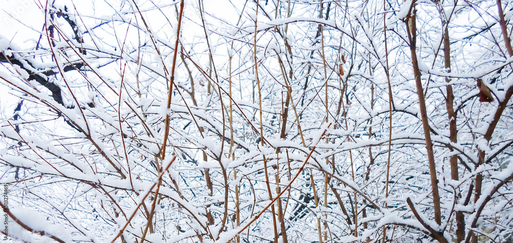 a lot of white snow on the branches of apricot trees. Winter cold on december day a lot of white snow on the branches of apricot trees. Winter cold on december day