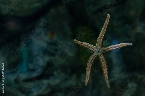 Starfish in aquarium. Sea life. Natural.  © Макс Авдеев