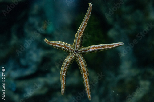 Starfish in aquarium. Sea life. Natural.  © Макс Авдеев